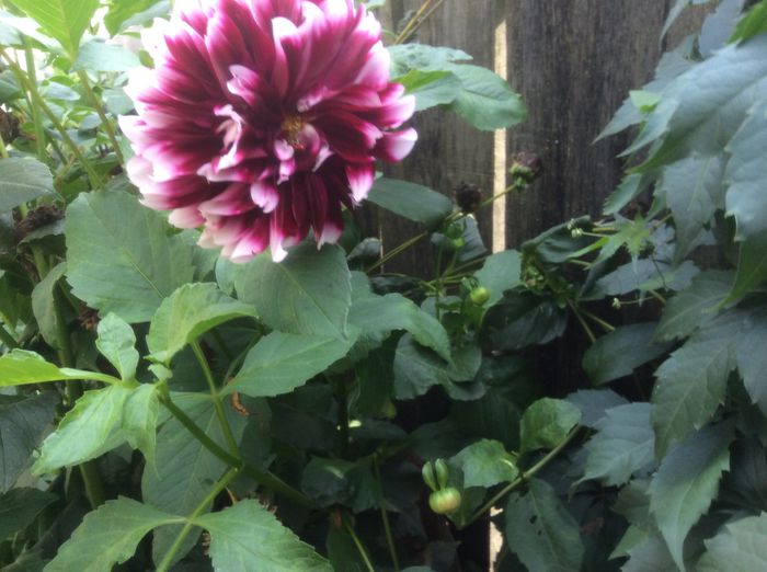 image - plante de gradina