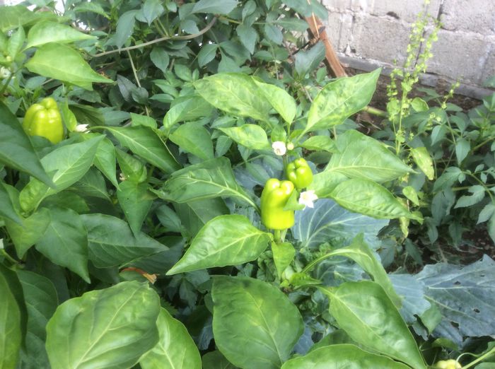 image - plante de gradina