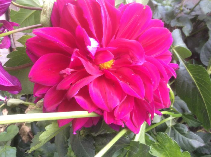 image - plante de gradina
