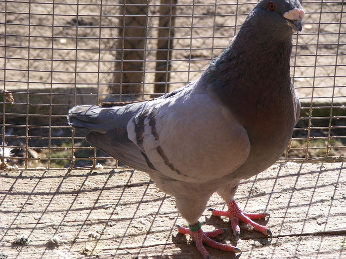 M 2013 vindut noiembrie 2015