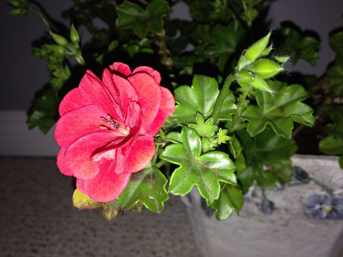 14 sept. 2015 - Pelargonium