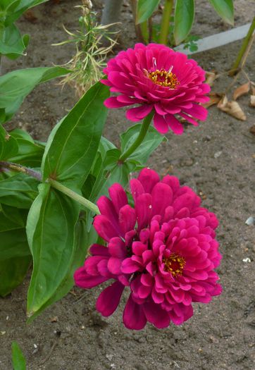 2015 - ZINNIA - Carciumareasa