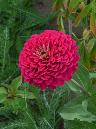  - ZINNIA - Carciumareasa