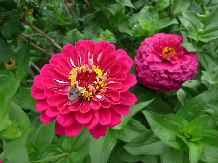 P1710725 - ZINNIA - Carciumareasa