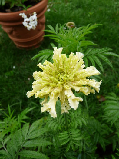 P1400722 - Craite - Tagetes