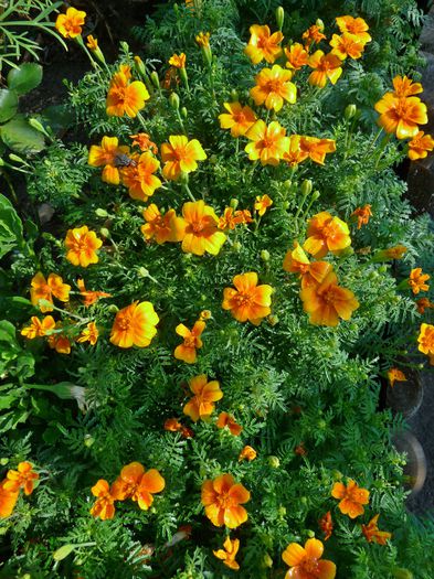 Luna Gem Orange - Craite - Tagetes