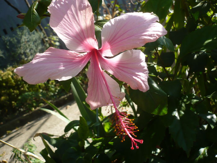 Albo lacinatus