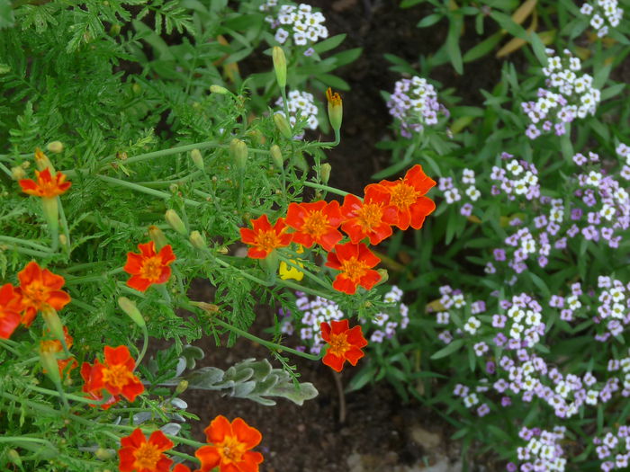 P1720054 - Craite - Tagetes