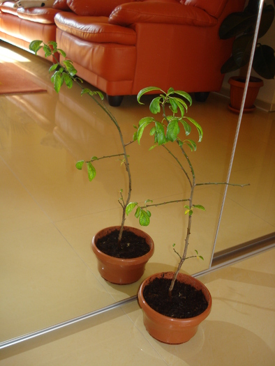 CRENGUTA DE CORCODUS