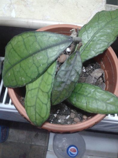 finalshony purple - hoya la gramada