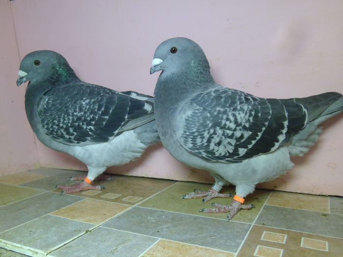 REZERVATI
