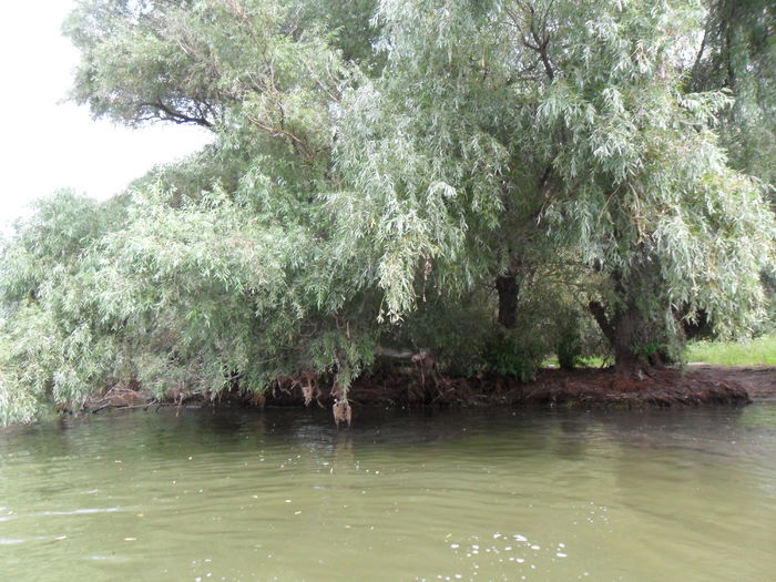SAM_1323 - Delta Dunarii