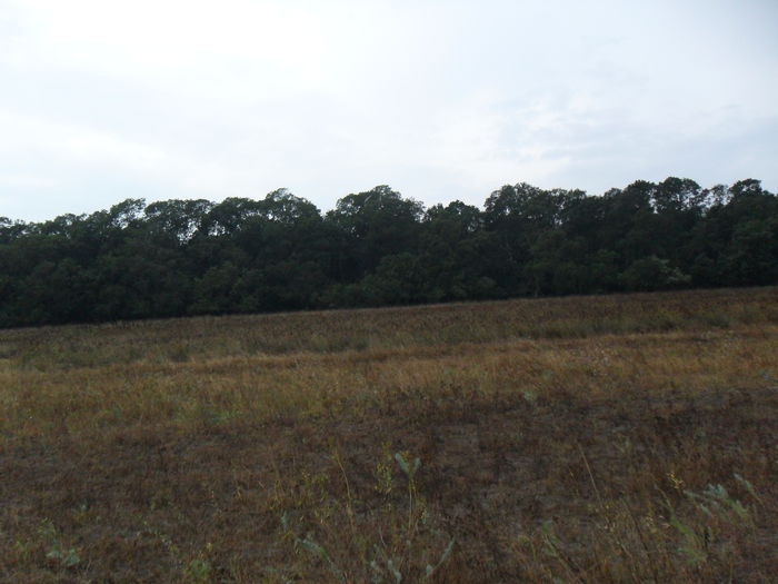 SAM_1359 - Delta Dunarii