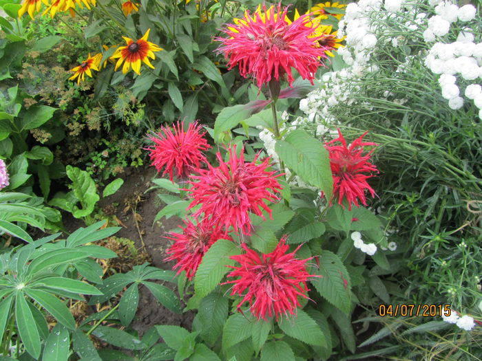 Monarda (9)