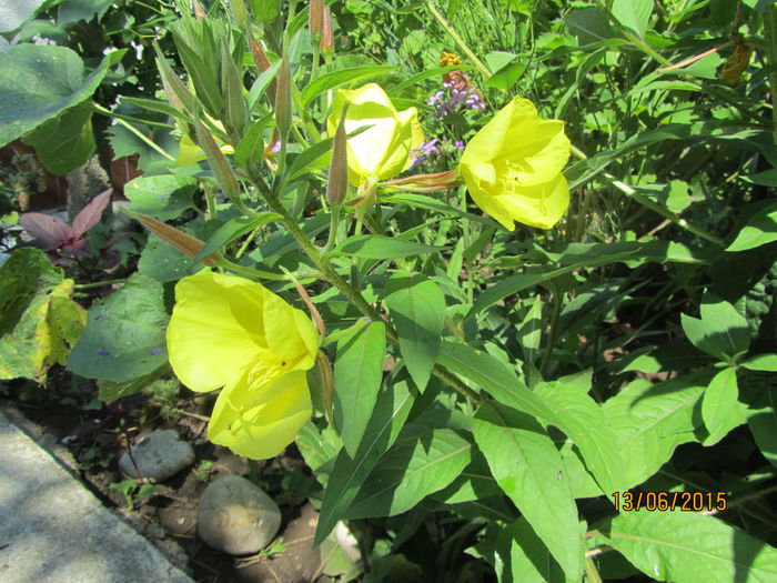 Oenothera (4)