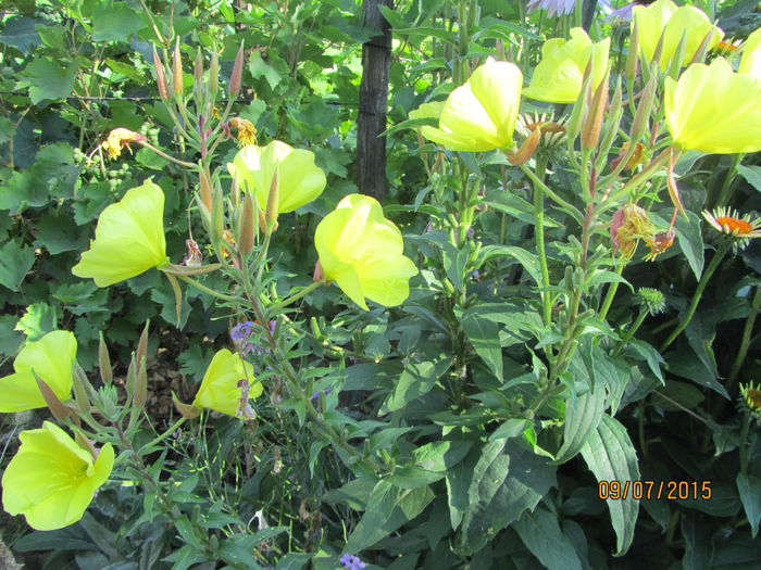 Oenothera (11)