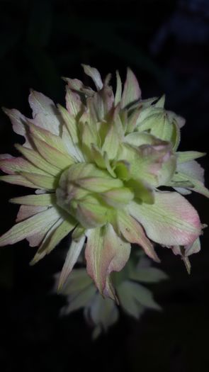 2015-08-03 10.06.48 - 6Clematite