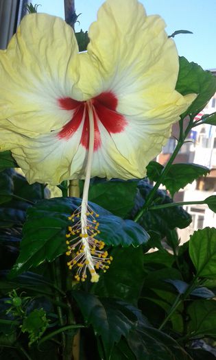 20150913_180824 - FLORI 2015