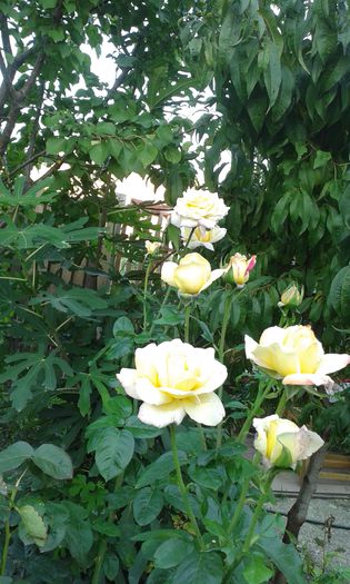 20150914_190536 - dragostea  de natura