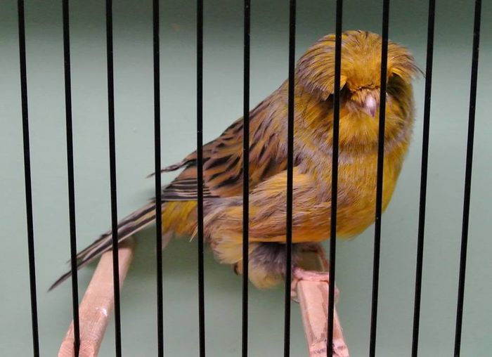 Canar rasa  CRESTEDBRED