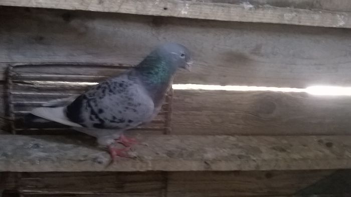 WP_20150915_012 - porumbei standard