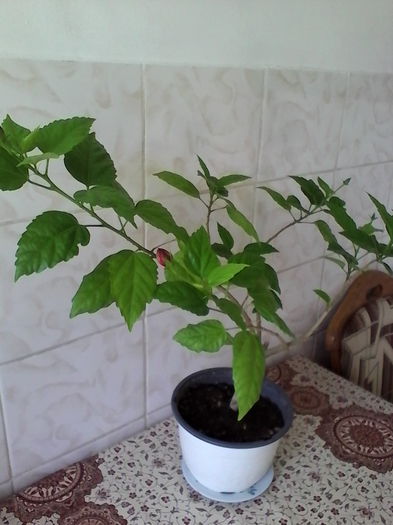 IMG_20150915_140652 - Hibiscus Clasic Red