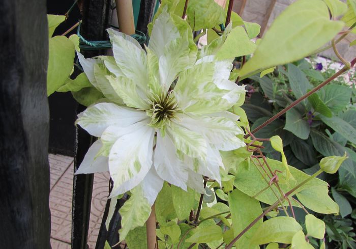 13 sept, clematis Yuki Okoshi