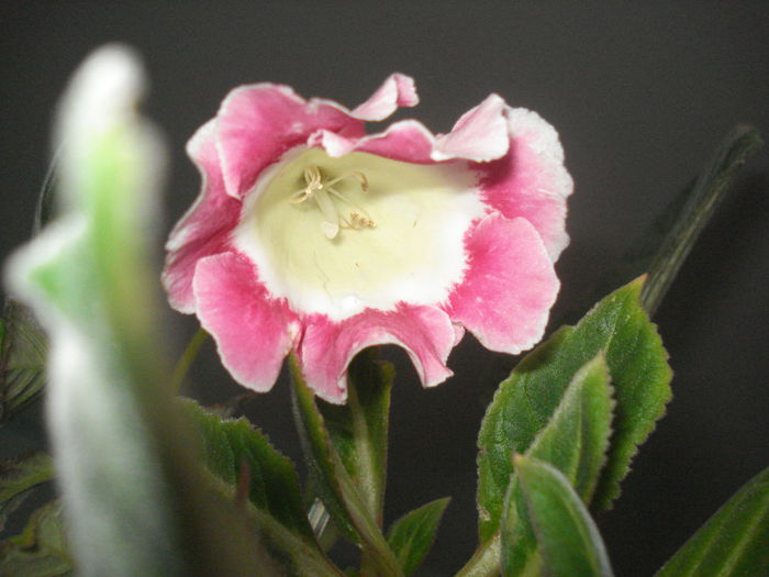 DSC03588 - GLOXINIA 2015