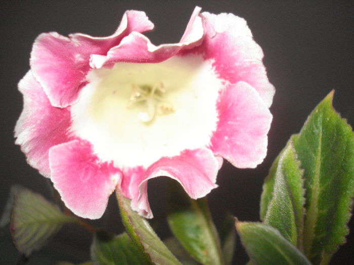 Rosalinda - GLOXINIA 2015