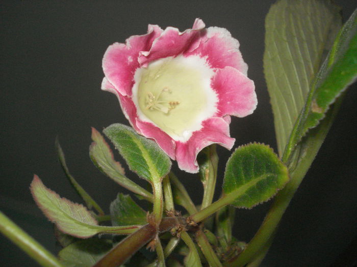 DSC03591 - GLOXINIA 2015