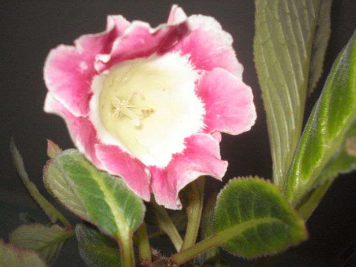 DSC03594 - GLOXINIA 2015