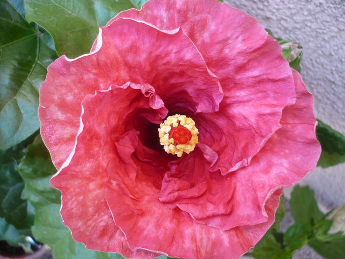 Tahitian Misty Red