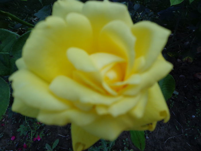 DSC00206 - Flori de trandafiri 2015