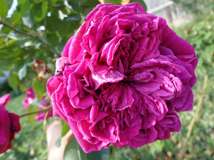 DSC00211 - Flori de trandafiri 2015