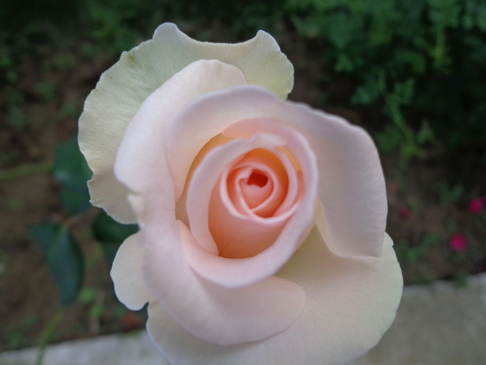 DSC00207 - Flori de trandafiri 2015