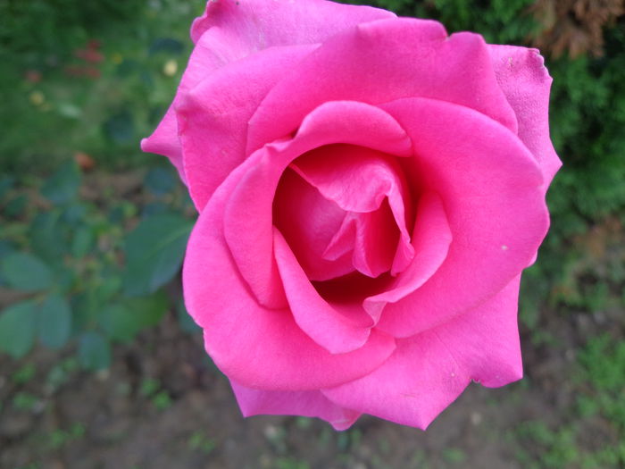 DSC00209 - Flori de trandafiri 2015