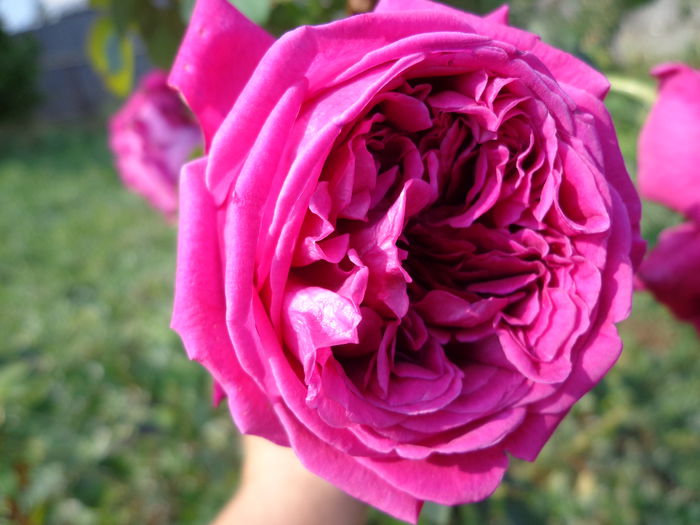 DSC00212 - Flori de trandafiri 2015