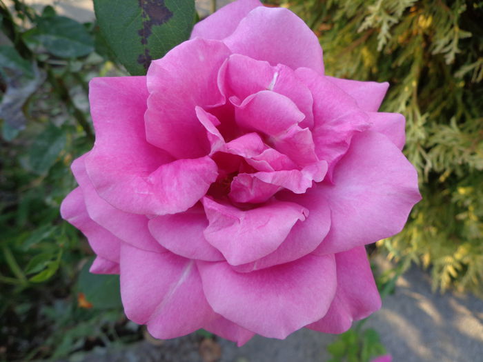 DSC00226 - Flori de trandafiri 2015