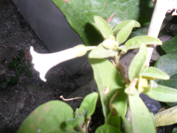 SAM_9970 - brugmansii-daturi-iochrome-2015