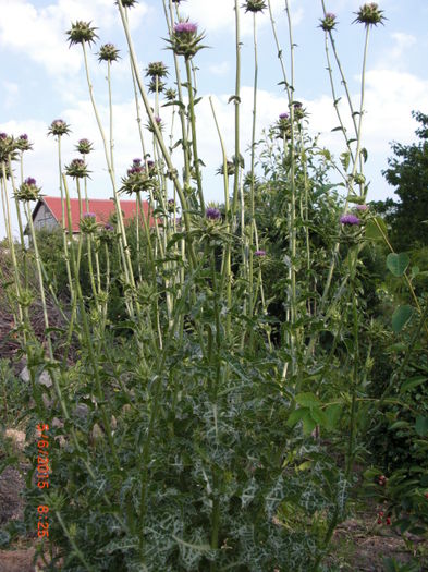 armurariu silimarina pentru ficat sanatos