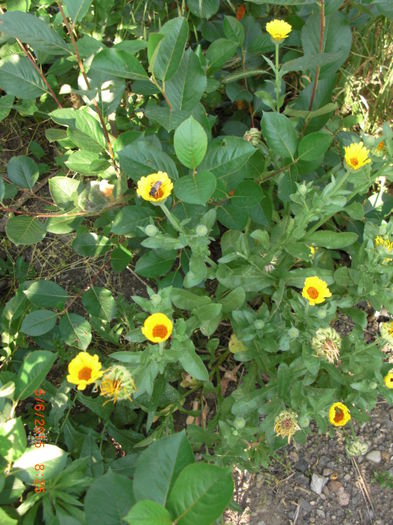 galbenele pentru rani