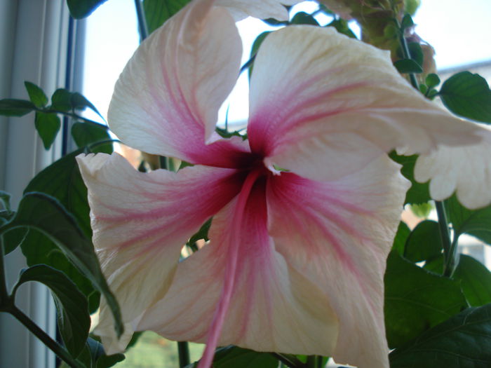 DSC00241 - HIBISCUS 2015