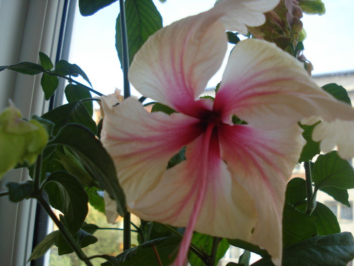 DSC00242 - HIBISCUS 2015