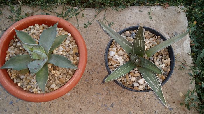 agava parrasana si agava ferdinad regis - agave