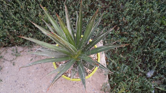 agava filifera - agave