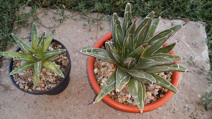 agava victoriae reginae - agave