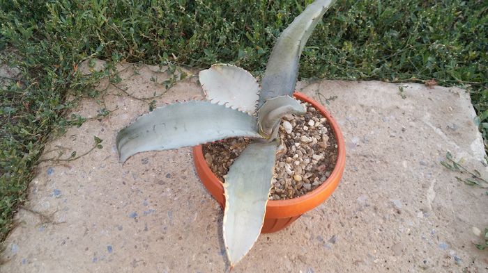 agava marmorata - agave