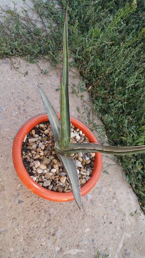 agava difformis - agave