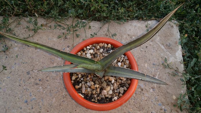 agava difformis - agave