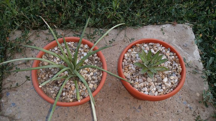 agava sticta nana si agava schidigera - agave